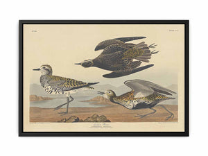 American Golden Plover