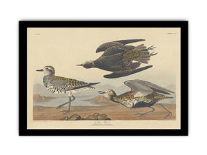American Golden Plover