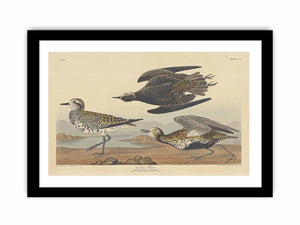 American Golden Plover