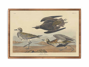 American Golden Plover