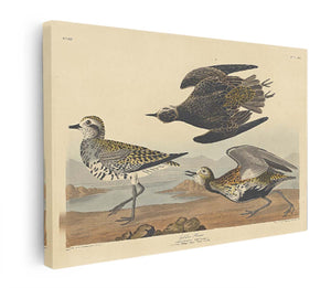 American Golden Plover