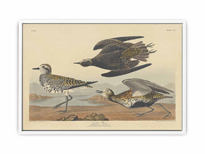 American Golden Plover