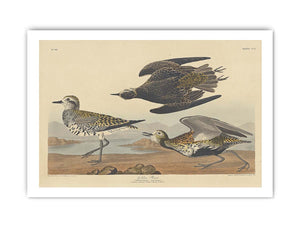 American Golden Plover