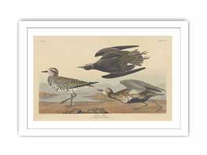 American Golden Plover