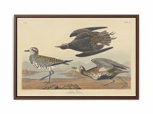 American Golden Plover
