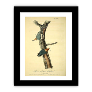 Brown headed nuthatch