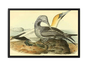 Common Gannet