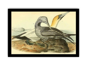 Common Gannet