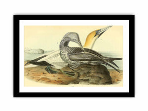 Common Gannet