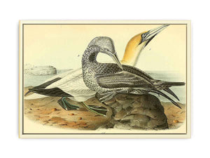 Common Gannet