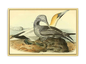 Common Gannet