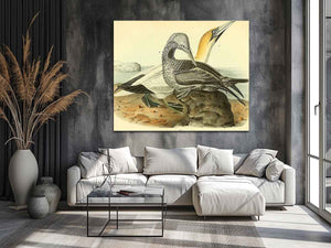 Common Gannet