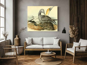 Common Gannet