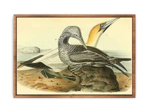 Common Gannet