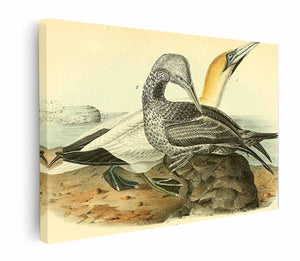 Common Gannet