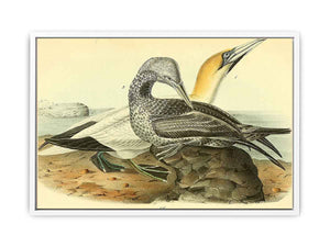 Common Gannet