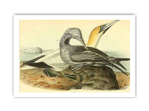Common Gannet