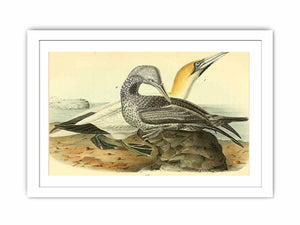 Common Gannet