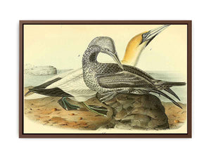Common Gannet
