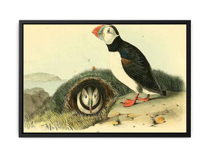 Common or Arctic Puffin