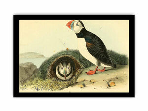 Common or Arctic Puffin