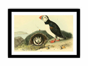 Common or Arctic Puffin