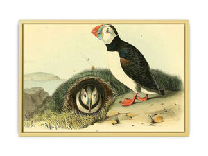 Common or Arctic Puffin