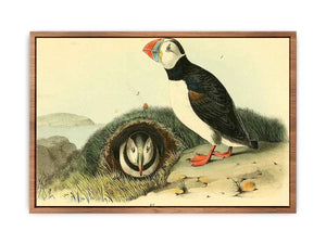 Common or Arctic Puffin
