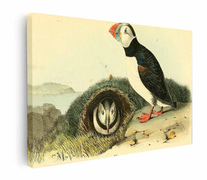 Common or Arctic Puffin