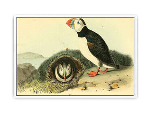 Common or Arctic Puffin