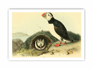Common or Arctic Puffin