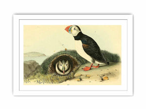 Common or Arctic Puffin
