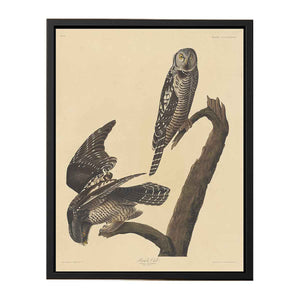 Hawk Owl