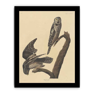 Hawk Owl