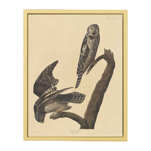 Hawk Owl