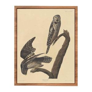 Hawk Owl