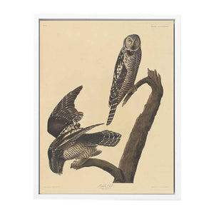 Hawk Owl
