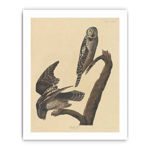Hawk Owl