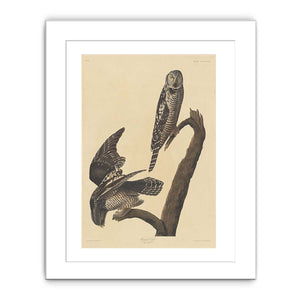 Hawk Owl