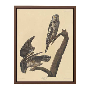 Hawk Owl