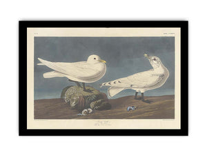 Ivory Gull