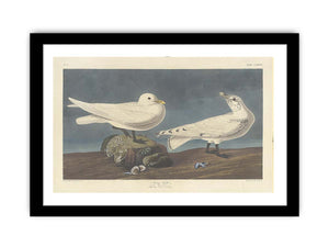 Ivory Gull