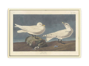 Ivory Gull