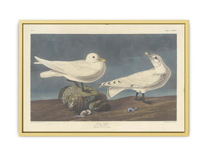 Ivory Gull