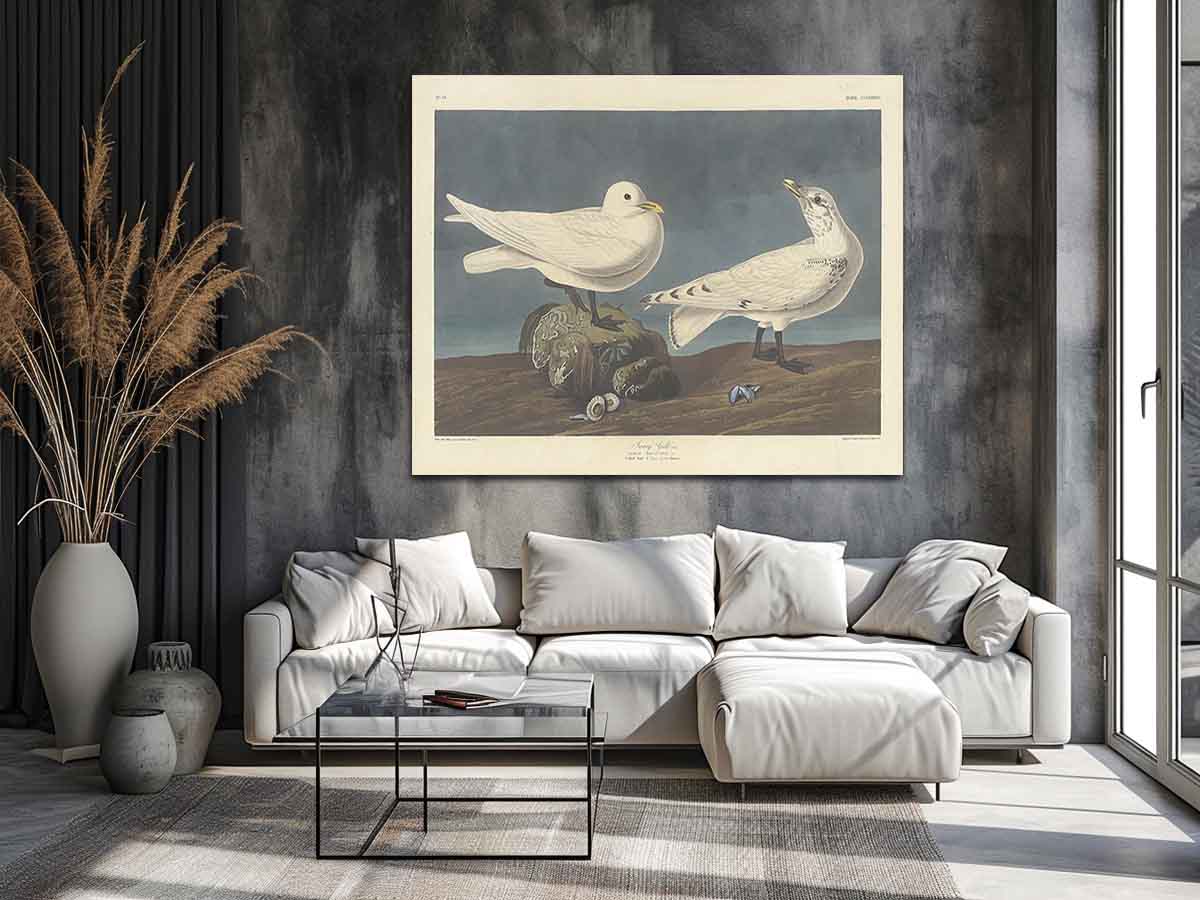 Ivory Gull