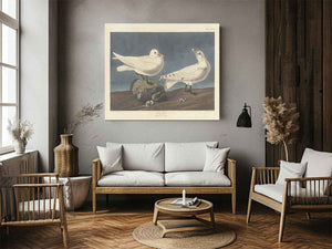Ivory Gull