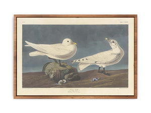Ivory Gull