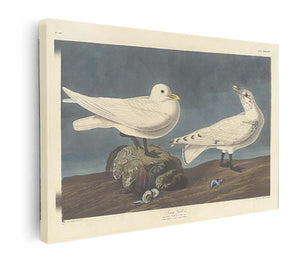 Ivory Gull