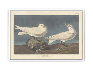 Ivory Gull