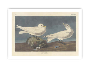 Ivory Gull